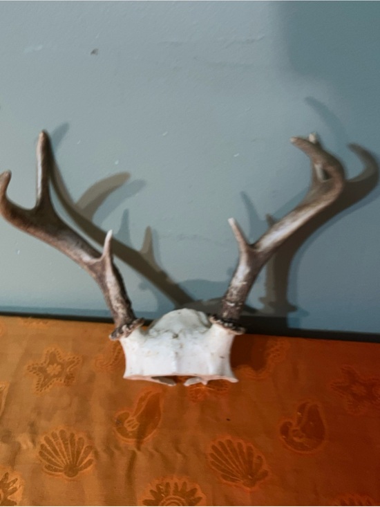 Other - Huge Whitetail Deer Antlers 6 Point Buck-a